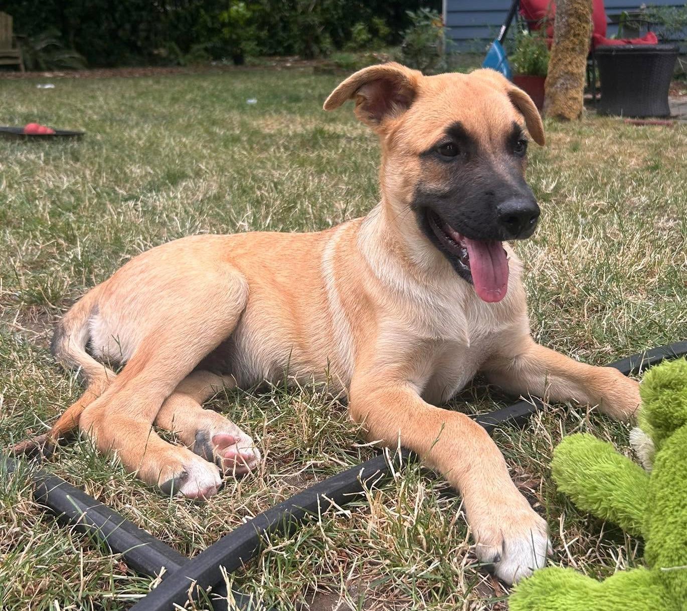 Monterey (Cali Litter), a Adoptable mixed breed in Silvana, WA image 4/6
