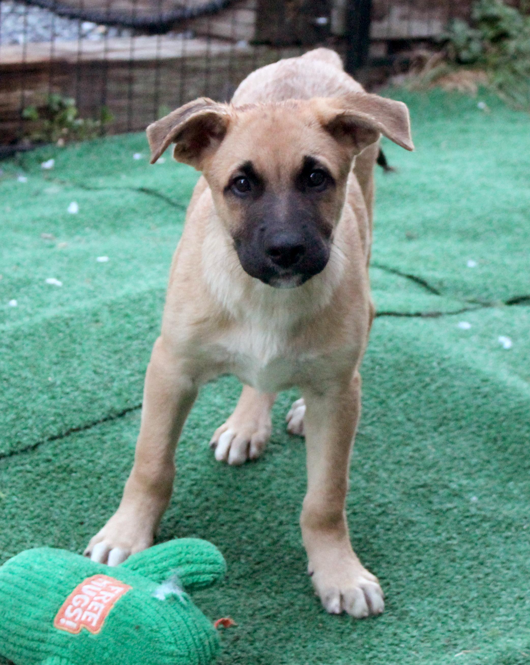 Monterey (Cali Litter), a Adoptable mixed breed in Silvana, WA image 2/6