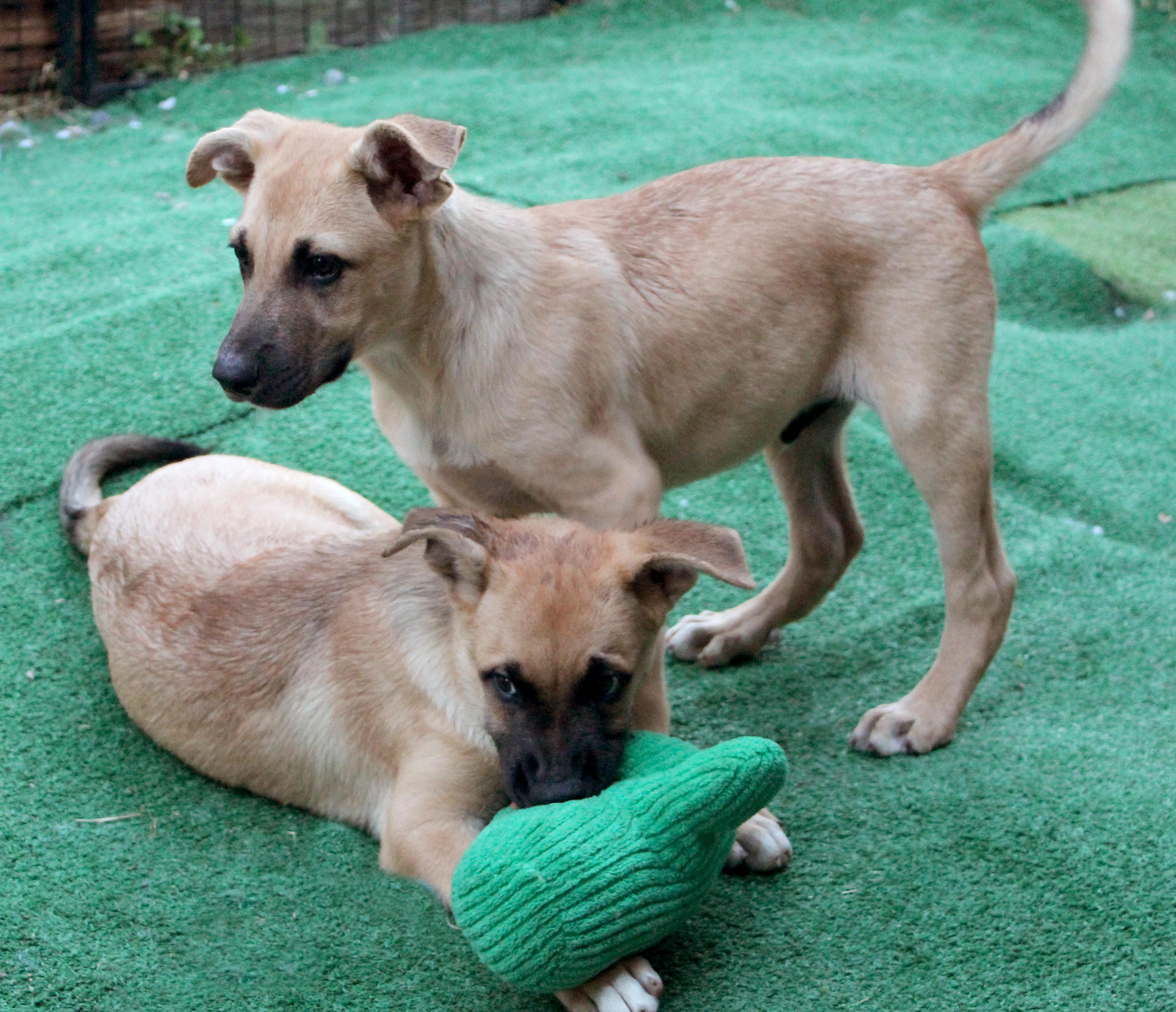 Monterey (Cali Litter), a Adoptable mixed breed in Silvana, WA image 4/6