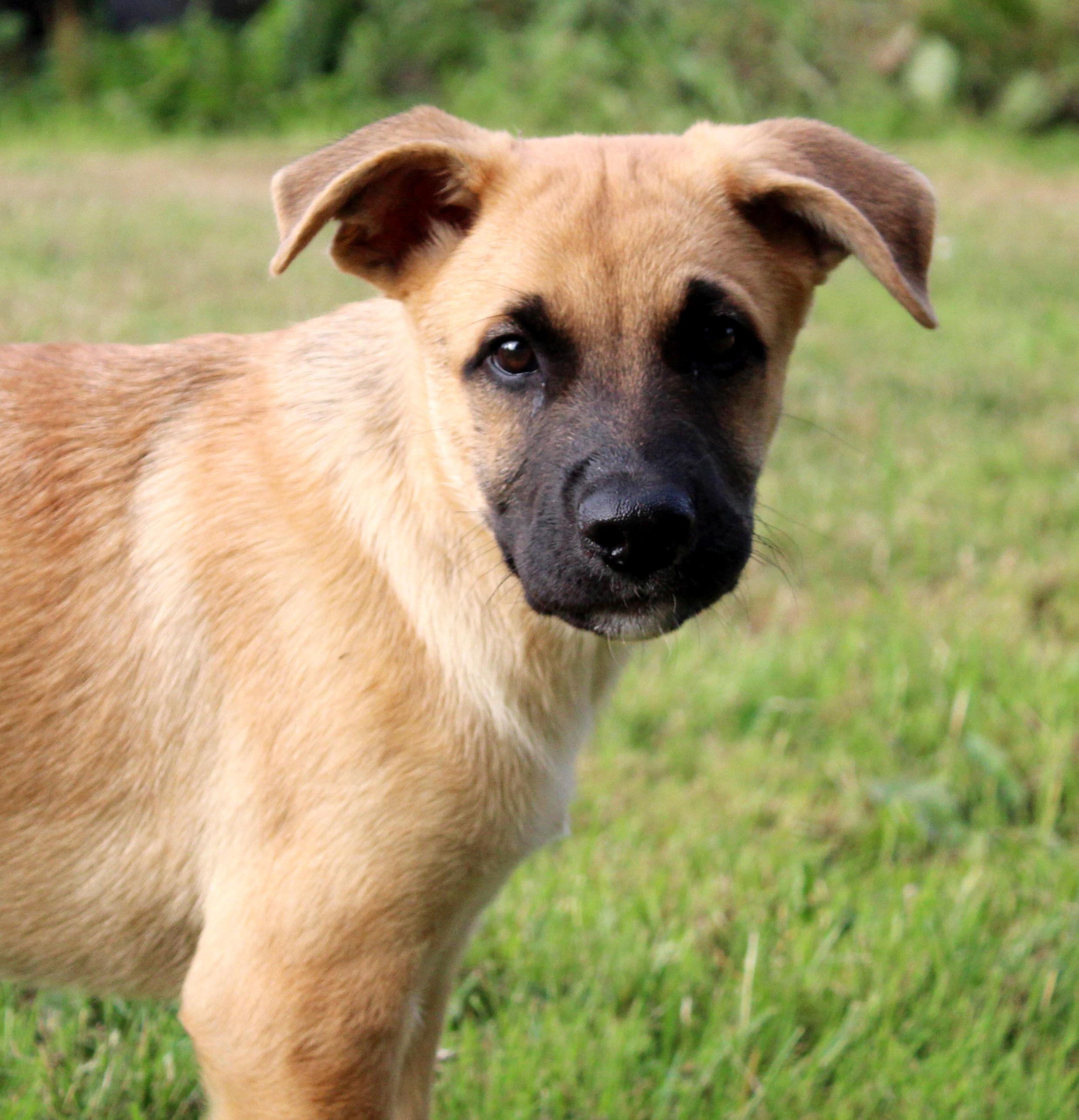 Monterey (Cali Litter), Adoptable, Puppy Male German Shepherd Dog & Great Pyrenees.