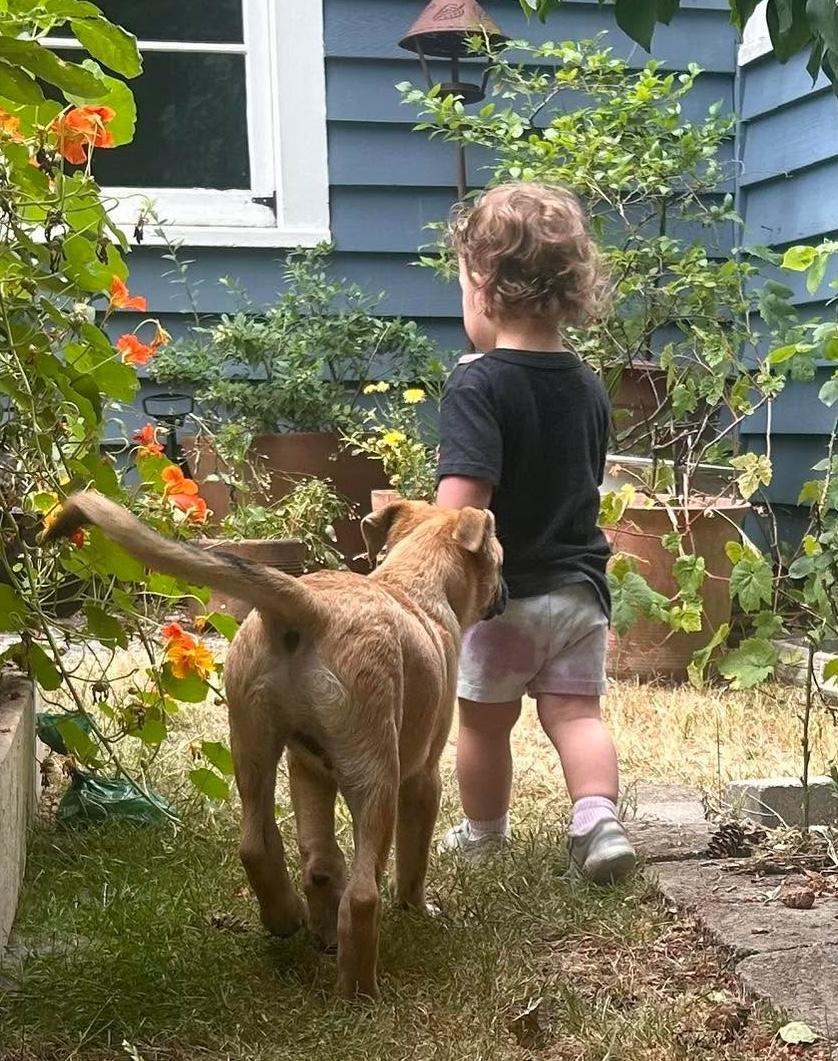 Monterey (Cali Litter), a Adoptable mixed breed in Silvana, WA image 3/6