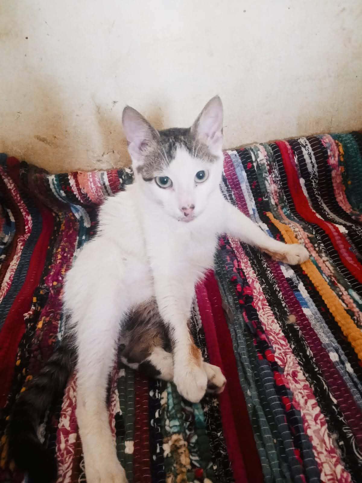 Enlarge Miles, a ADOPTABLE Domestic Short Hair in Mississauga, ON image 3/3