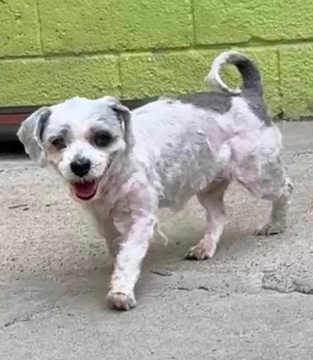 Hailee, Adopted, Senior Female Lhasa Apso & Mixed Breed.