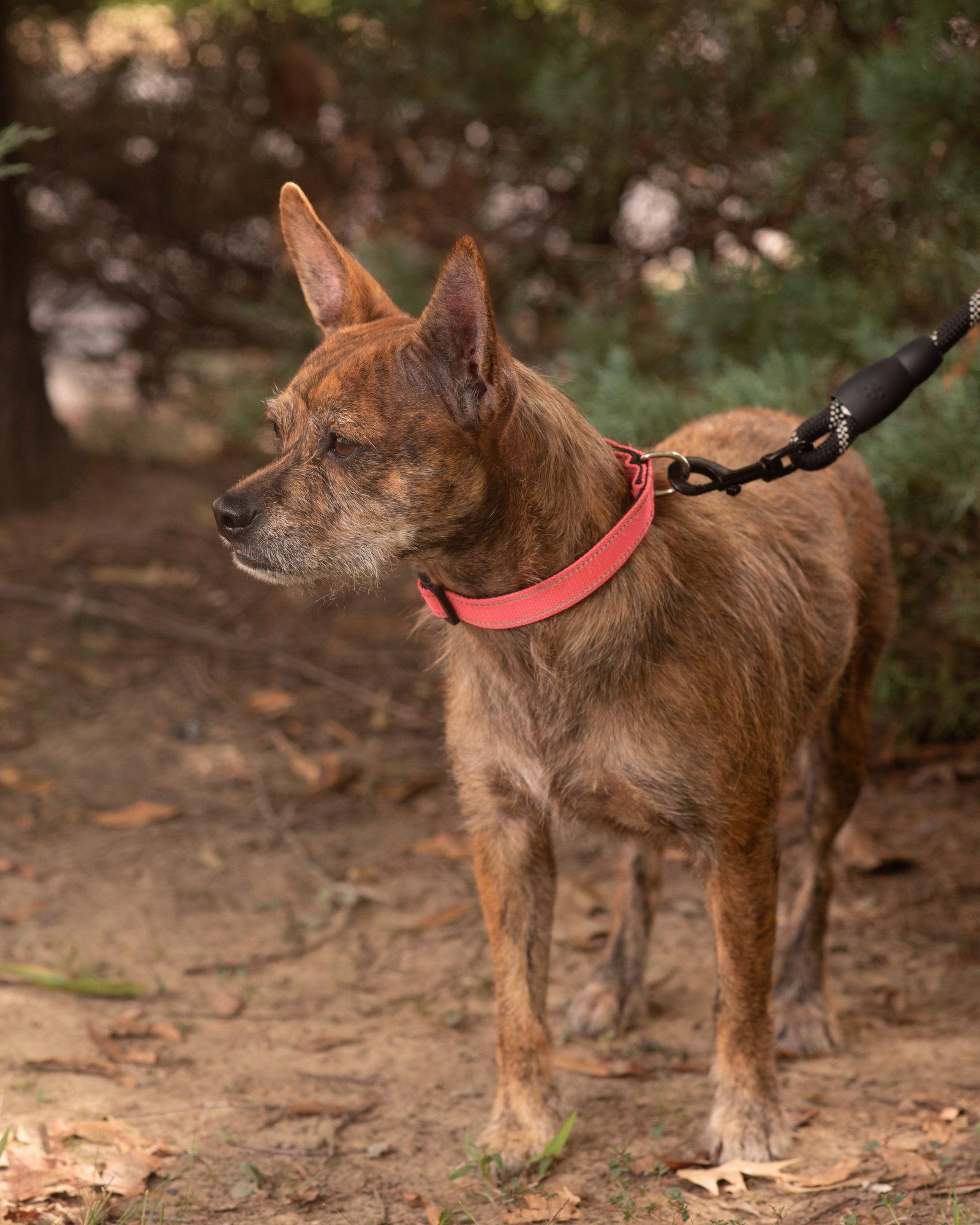 Enlarge MAE BELLE, a Adoptable Rat Terrier in Southaven, MS image 1/3