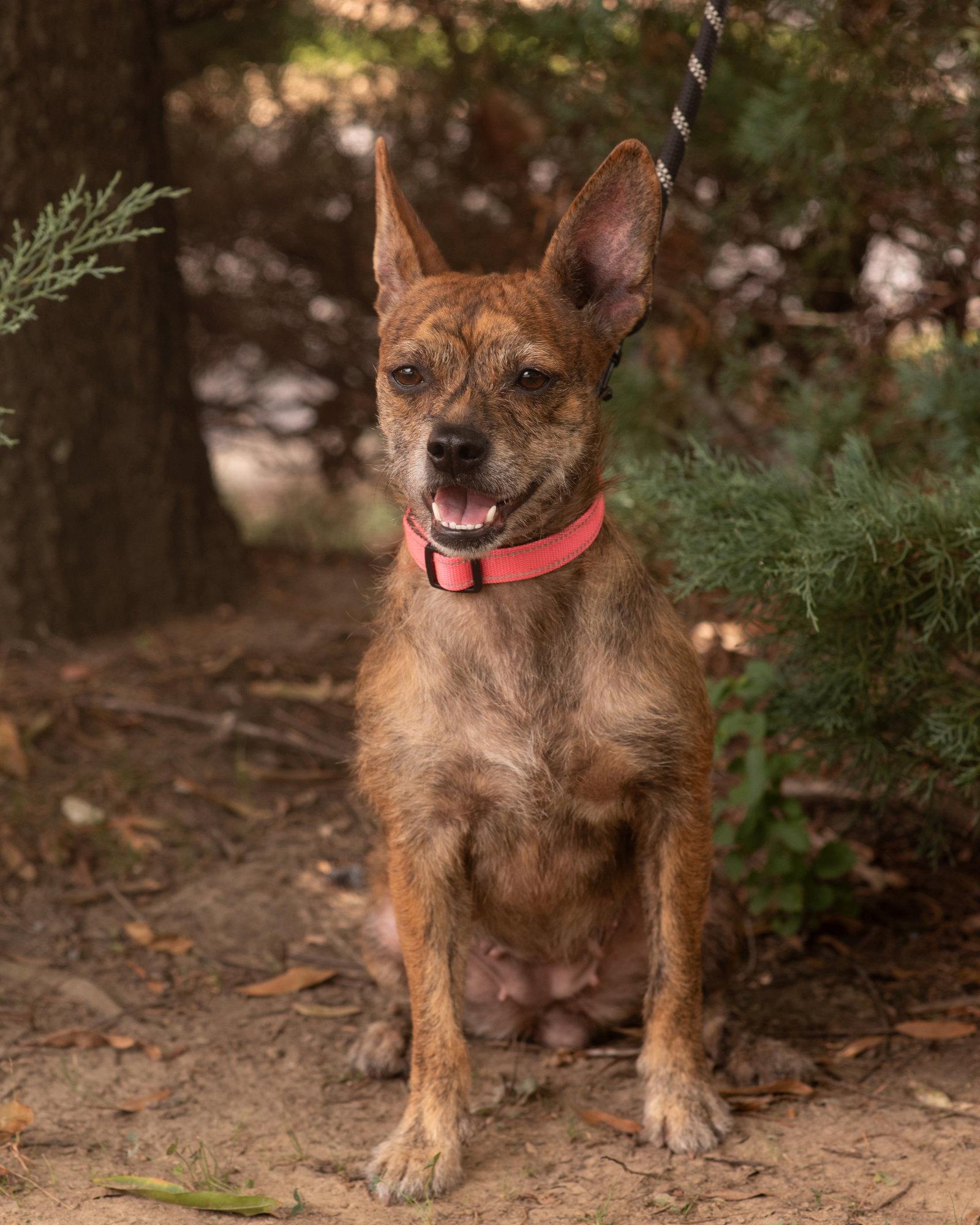 Enlarge MAE BELLE, a Adoptable Rat Terrier in Southaven, MS image 2/3