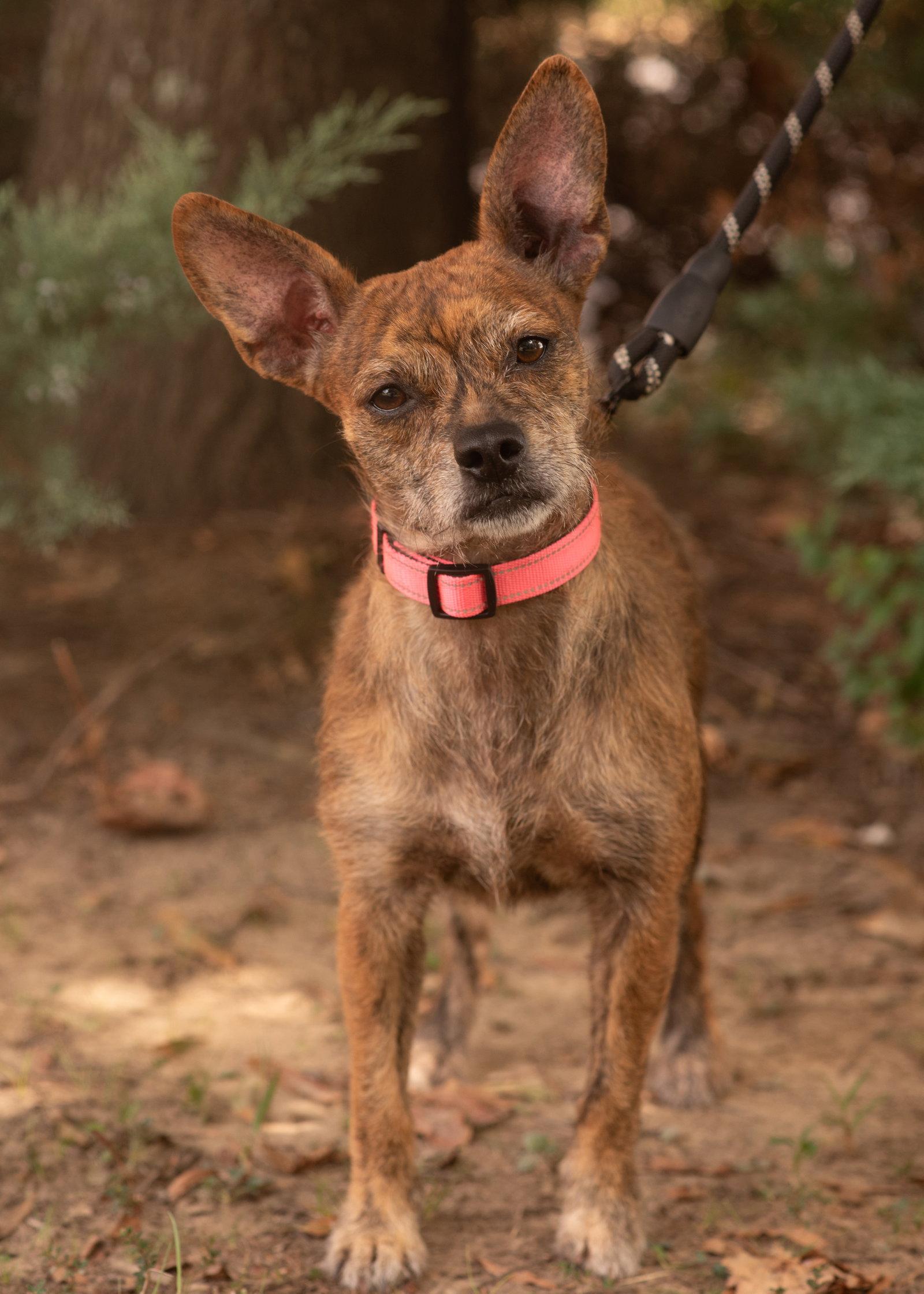 Enlarge MAE BELLE, a Adoptable Rat Terrier in Southaven, MS image 3/3