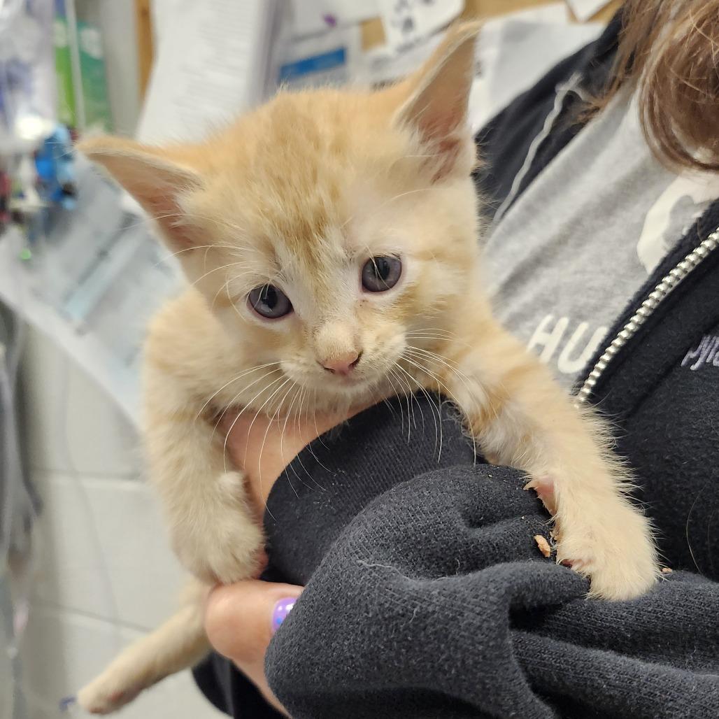 Orange Creamsicle, Adoptable, Kitten Female Domestic Short Hair.