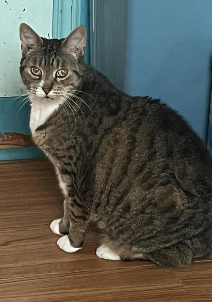 Roxy, Adoptable, Senior Female Domestic Medium Hair.