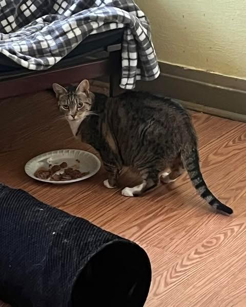 Enlarge Roxy, a Adoptable mixed breed in Libertyville, IL image 1/6