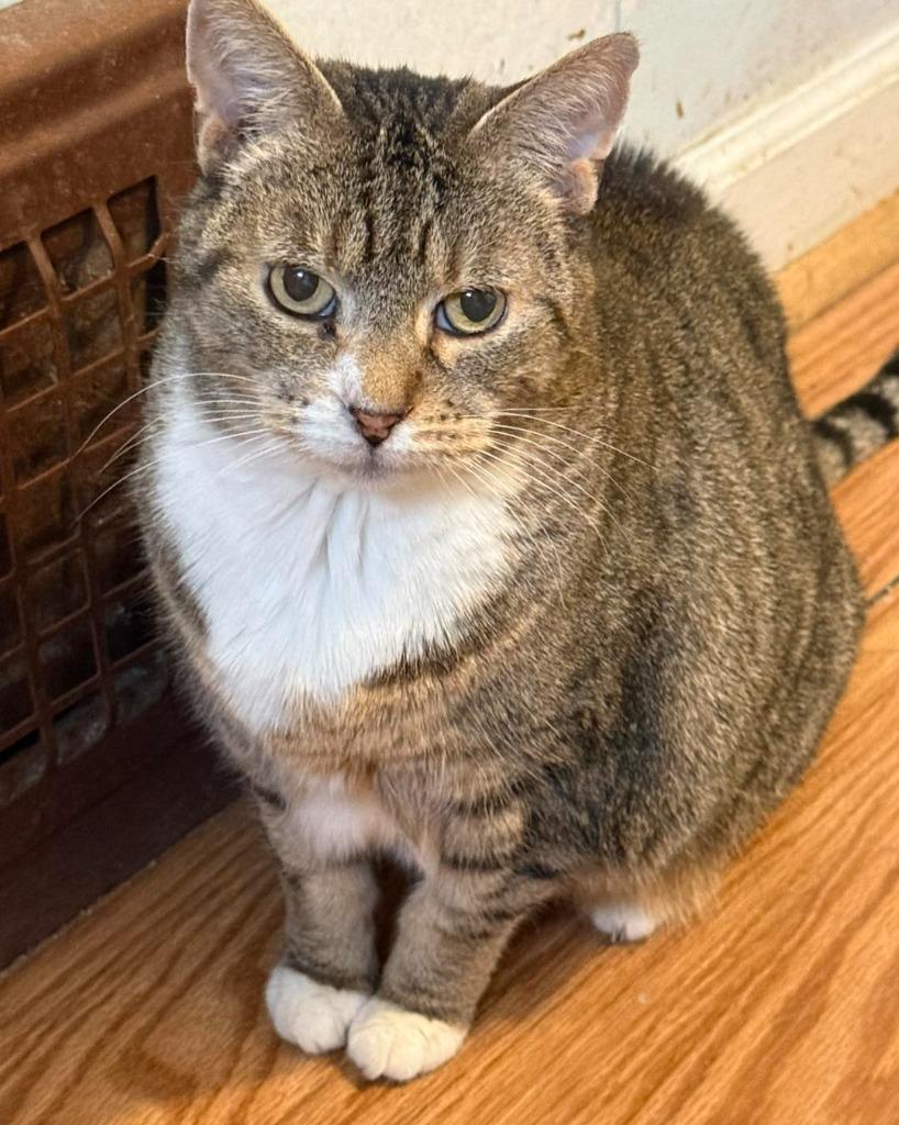 Enlarge Roxy, a Adoptable mixed breed in Libertyville, IL image 5/6