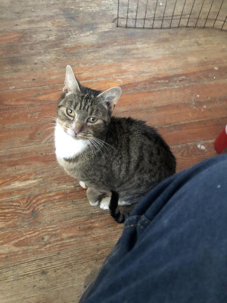 Roxy, a Adoptable mixed breed image 4/5