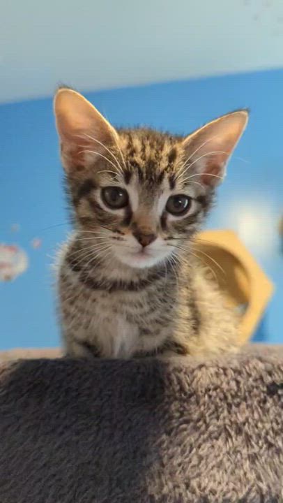 Enlarge Smurfette, an adopted Domestic Short Hair in Worcester, MA video 5/5