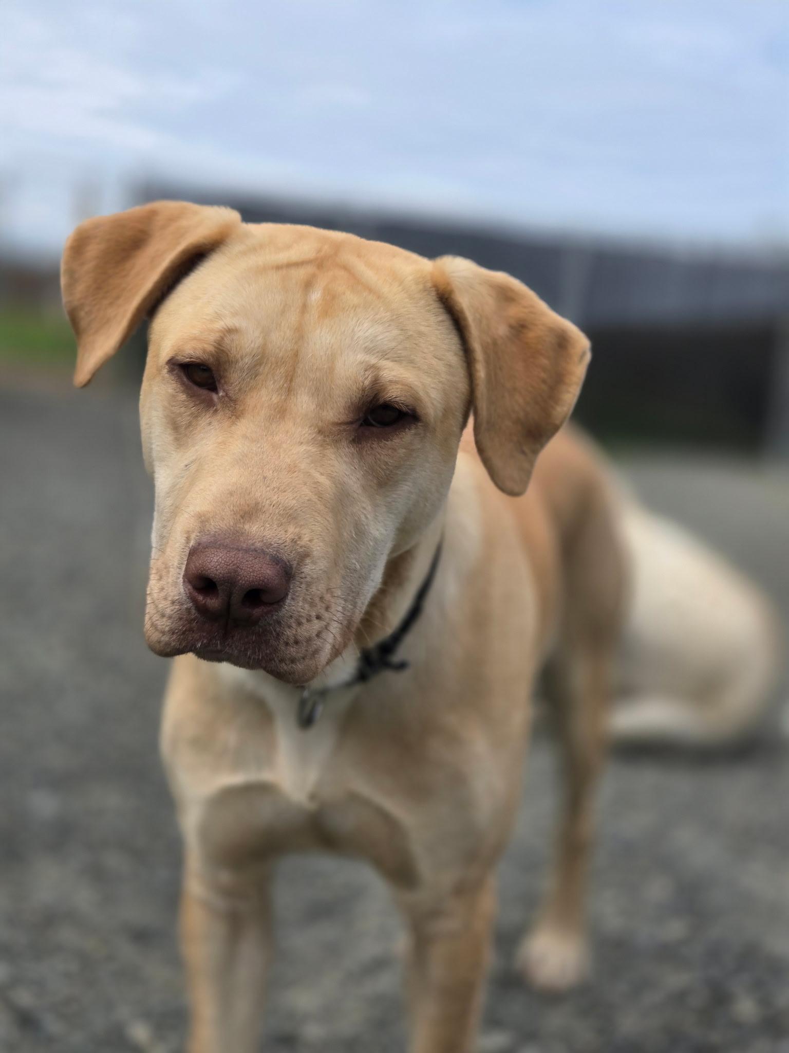 Enlarge Wrinkles, an adopted mixed breed in Port Angeles, WA image 3/3