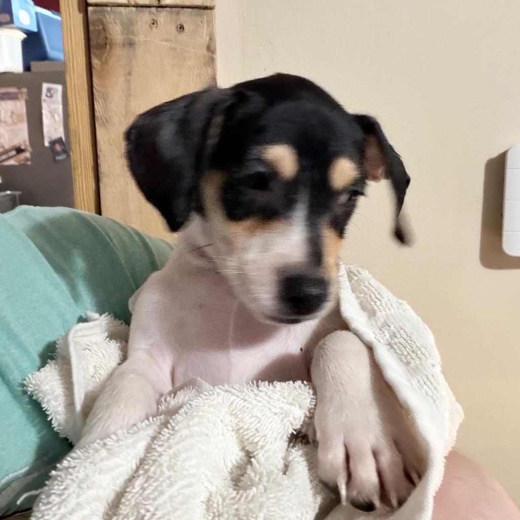 Mochi - Local August 28-30, an adopted mixed breed in Beaverton , OR image 2/2