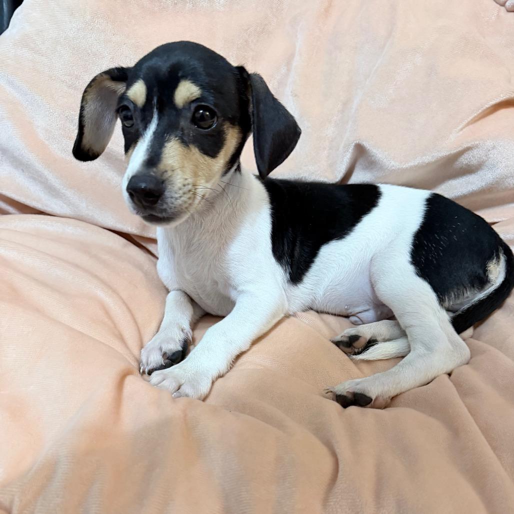 Mochi - Local August 28-30, adopted, Puppy Male Chihuahua & Dachshund (Long Haired).