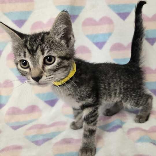 Blossom, adopted, Kitten Female Domestic Short Hair.