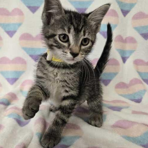 Enlarge Blossom, an adopted Domestic Short Hair in Flatwoods, KY image 2/2