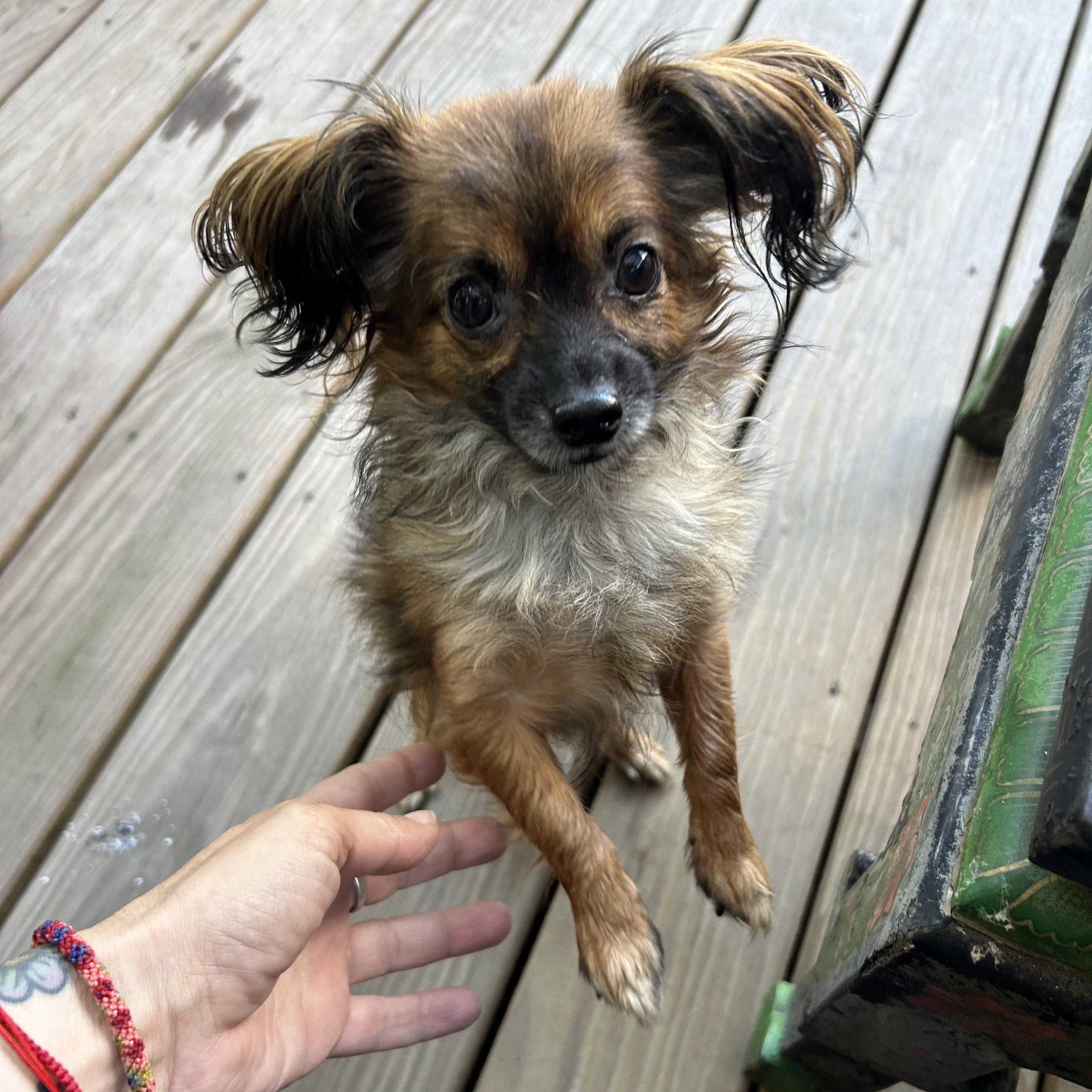 Enlarge Meep, a Adopted mixed breed in Closter, NJ image 2/4