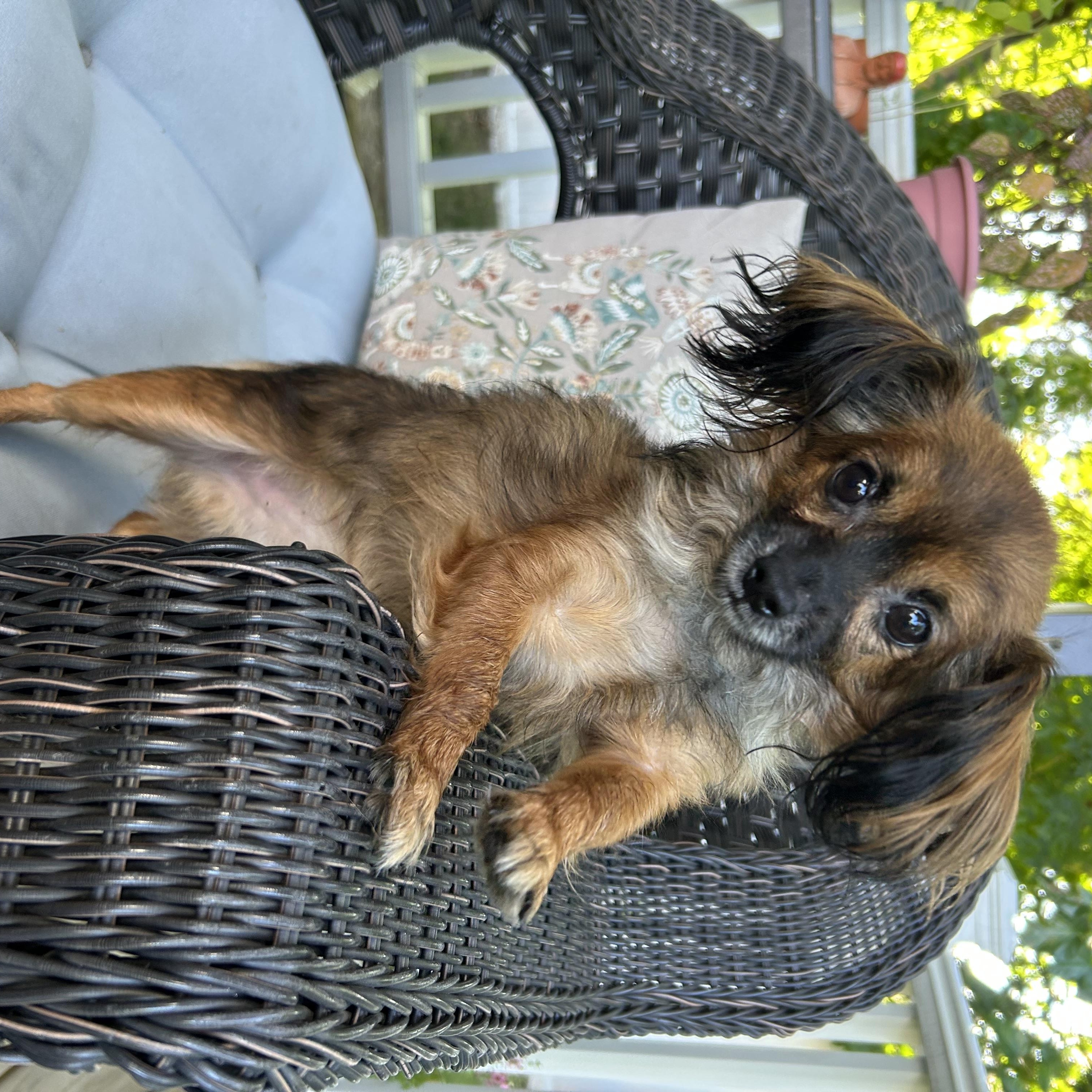 Enlarge Meep, a Adopted mixed breed in Closter, NJ image 4/4