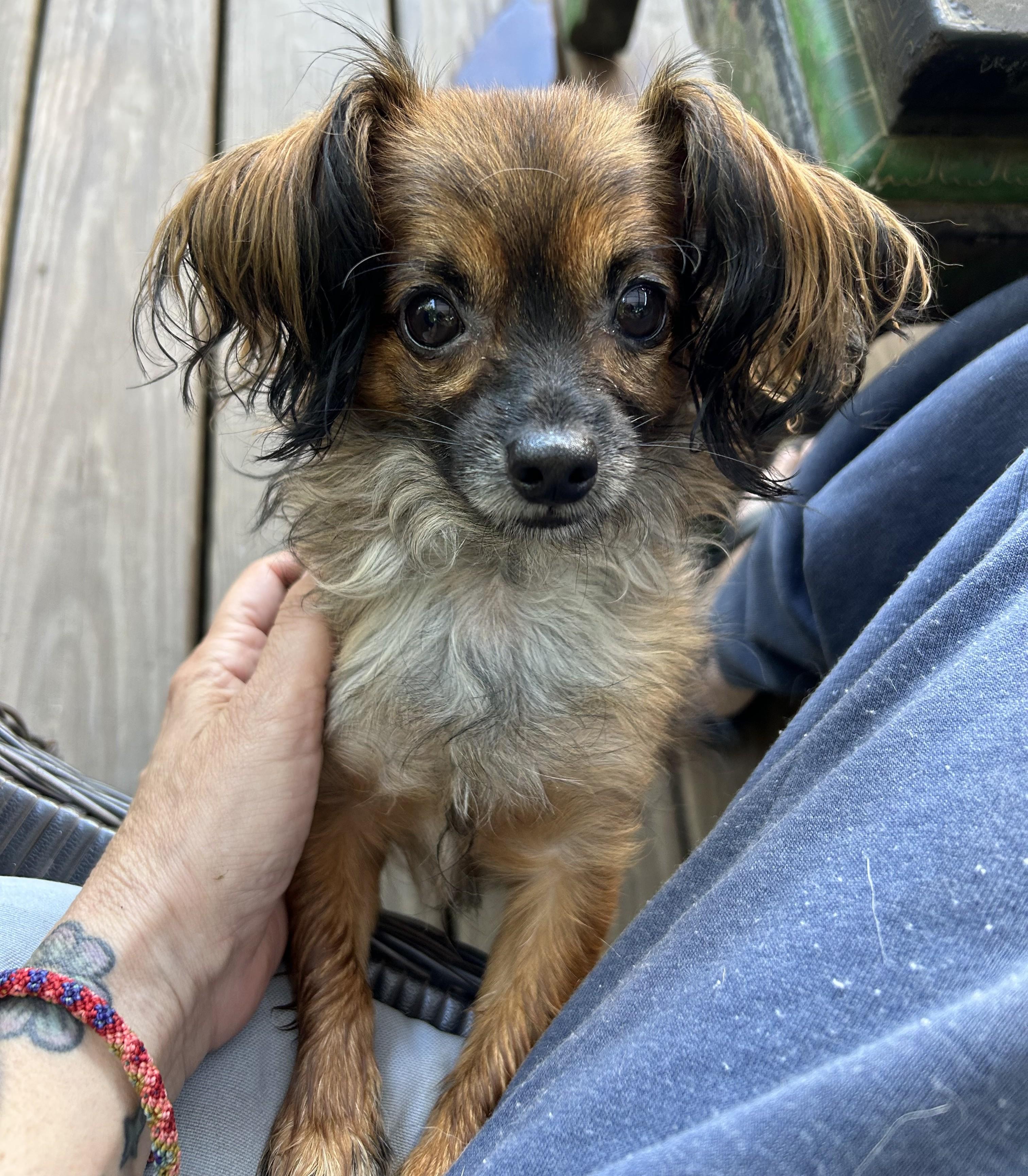 Enlarge Meep, a Adopted mixed breed in Closter, NJ image 1/4