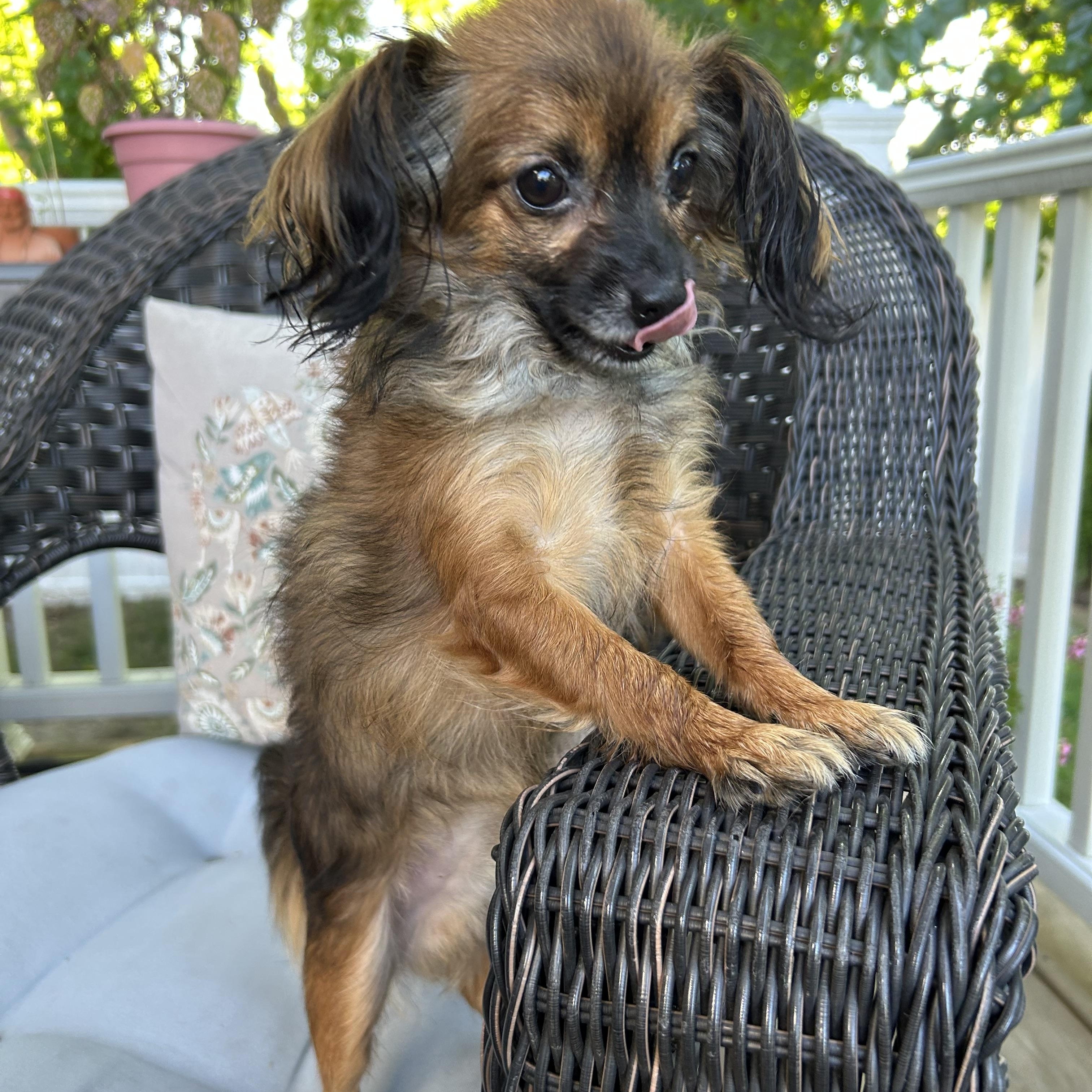 Enlarge Meep, a Adopted mixed breed in Closter, NJ image 3/4