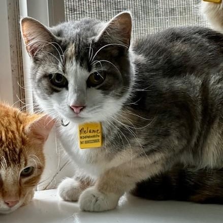 Enlarge Melanie - Pretty Tortie-Tabby, an adopted mixed breed in Hoquiam, WA image 5/6