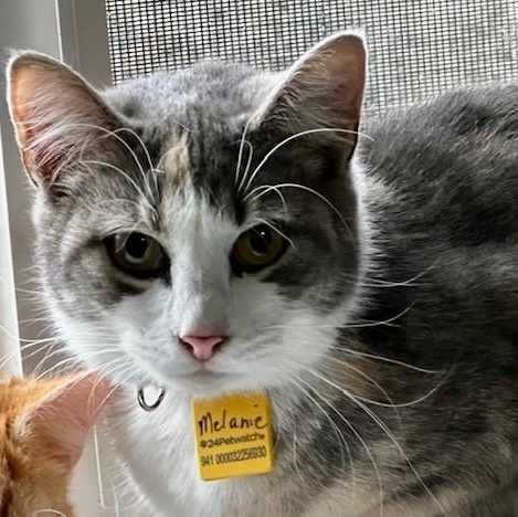 Enlarge Melanie - Pretty Tortie-Tabby, an adopted mixed breed in Hoquiam, WA image 2/6