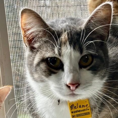 Melanie - Pretty Tortie-Tabby, adopted, Adult Female Tabby & Dilute Tortoiseshell.