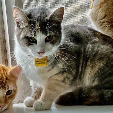 Enlarge Melanie - Pretty Tortie-Tabby, an adopted mixed breed in Hoquiam, WA image 6/6