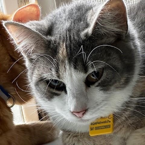 Enlarge Melanie - Pretty Tortie-Tabby, an adopted mixed breed in Hoquiam, WA image 3/6