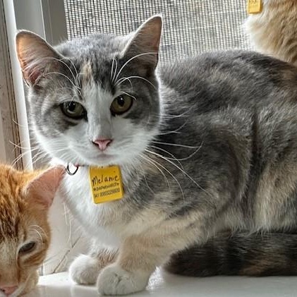 Enlarge Melanie - Pretty Tortie-Tabby, an adopted mixed breed in Hoquiam, WA image 4/6