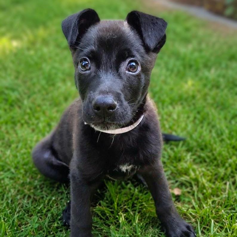 Bashful, a Adoptable mixed breed in Stevens Point, WI image 1/5