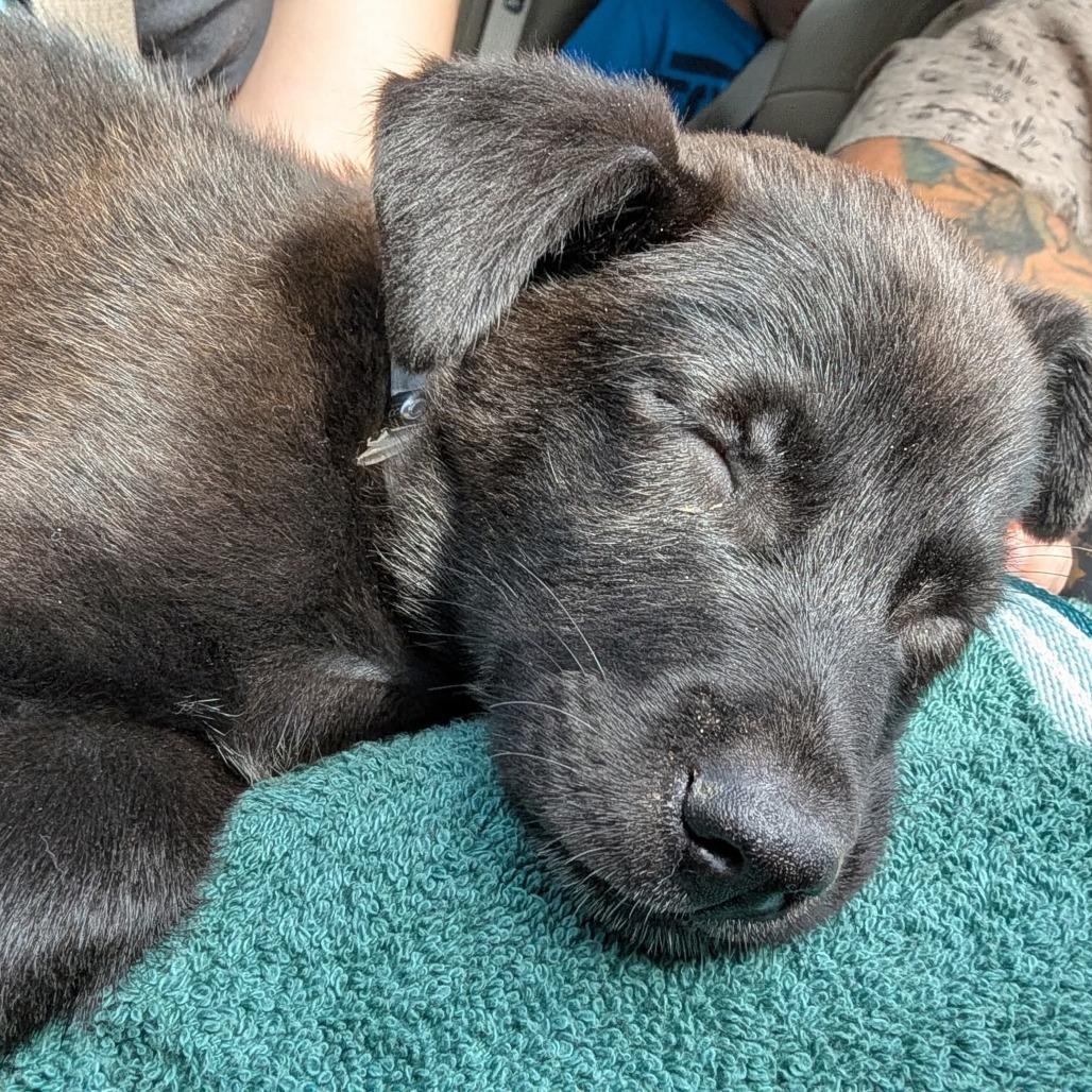 Bashful, a Adoptable mixed breed in Stevens Point, WI image 2/5