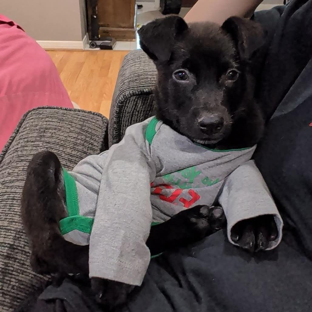 Bashful, a Adoptable mixed breed in Stevens Point, WI image 3/5