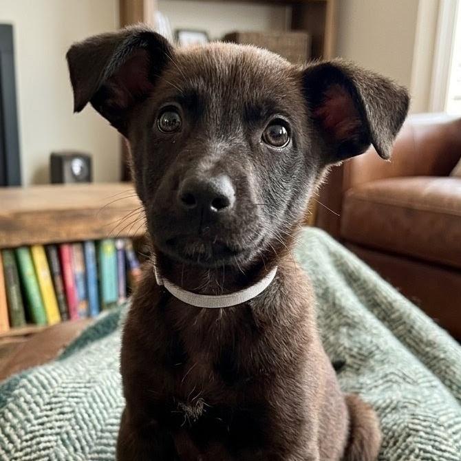 Bashful, a Adoptable mixed breed in Stevens Point, WI image 4/5
