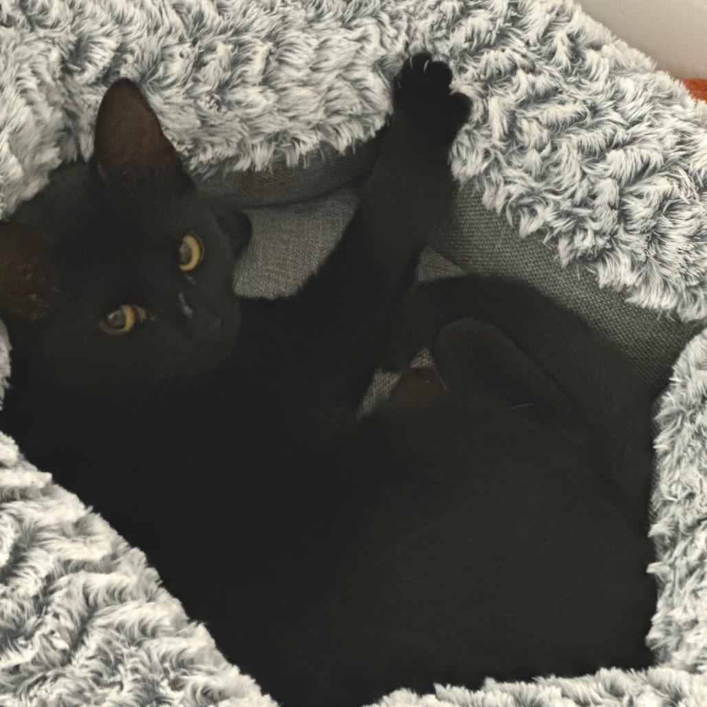 Zuzu — thumbnail 2