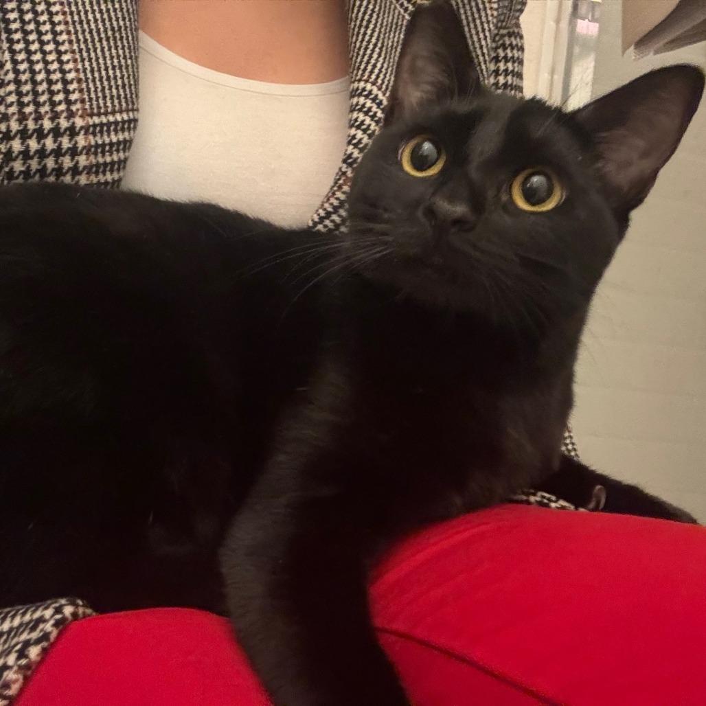 Zuzu — thumbnail 3