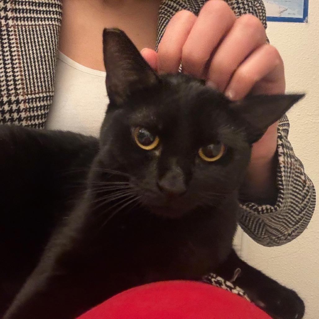 Zuzu — thumbnail 4