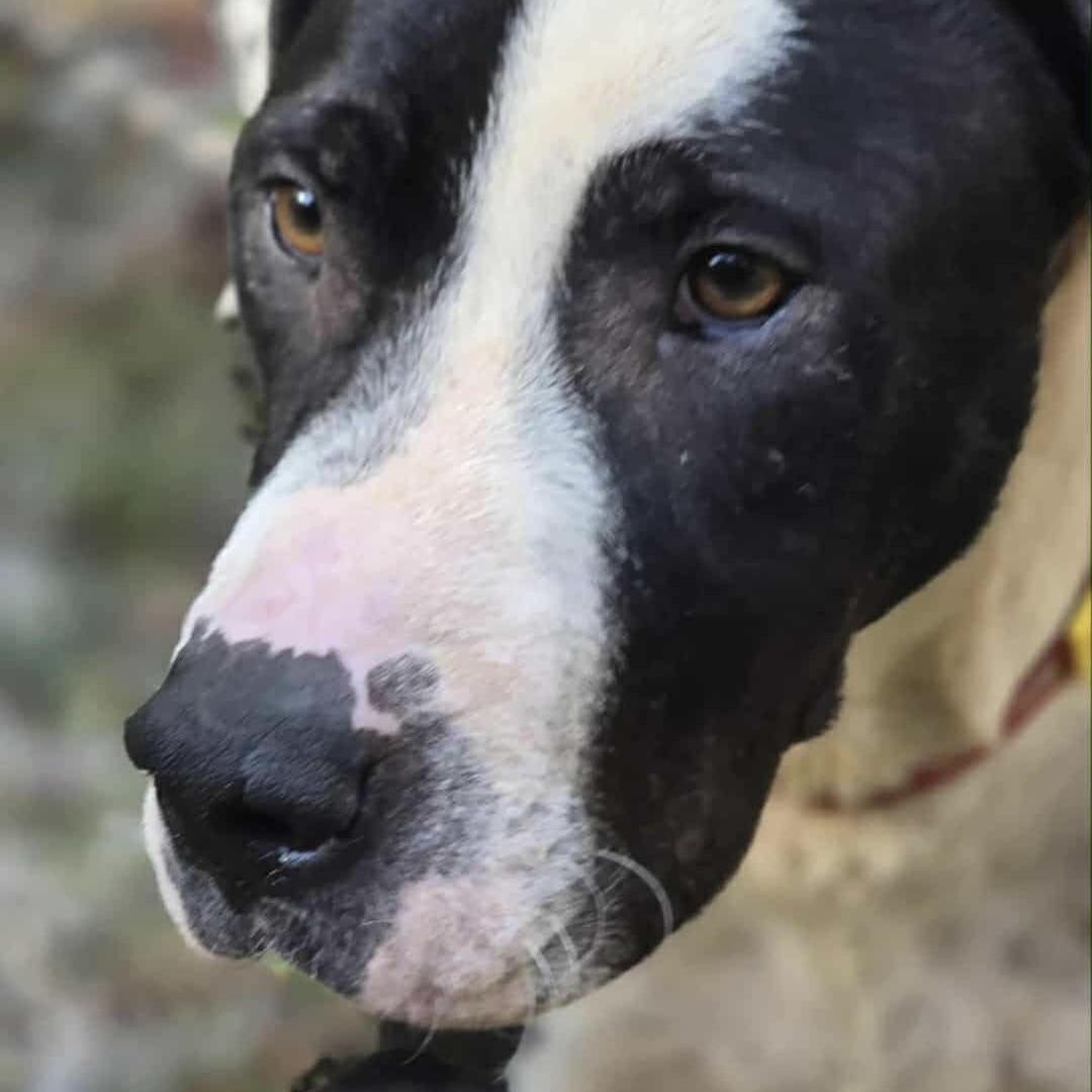 Lady Penny (20251024-03)