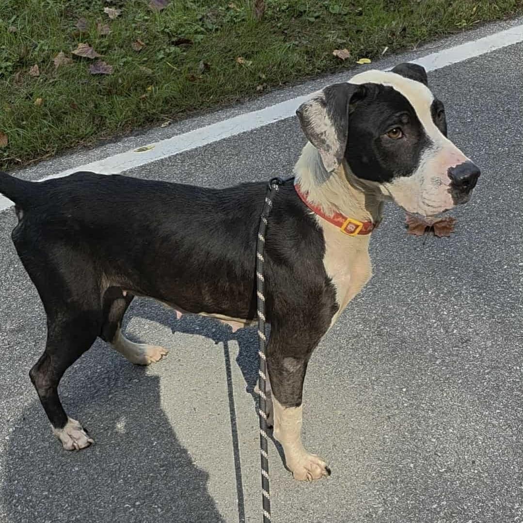 Lady Penny (20251024-03) — thumbnail 2