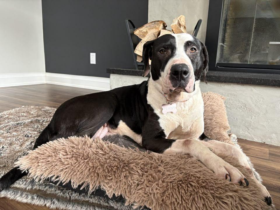 Lady Penny (20251024-03) — thumbnail 3