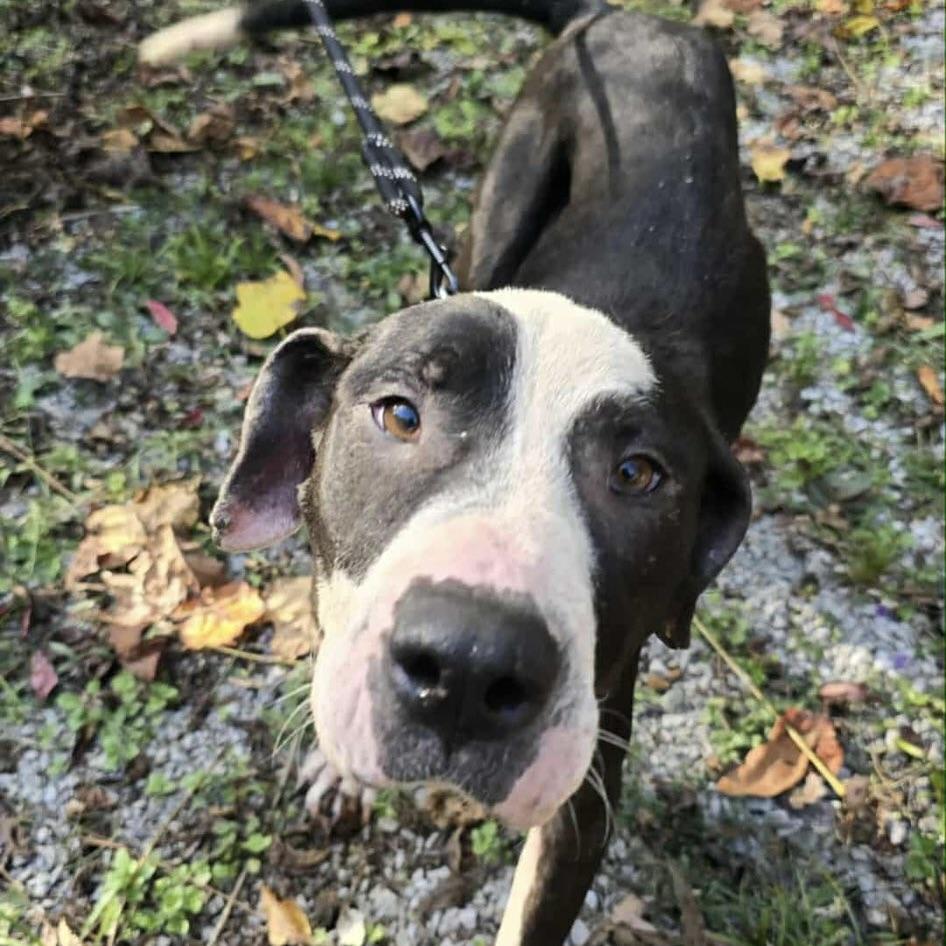 Lady Penny (20251024-03) — thumbnail 6