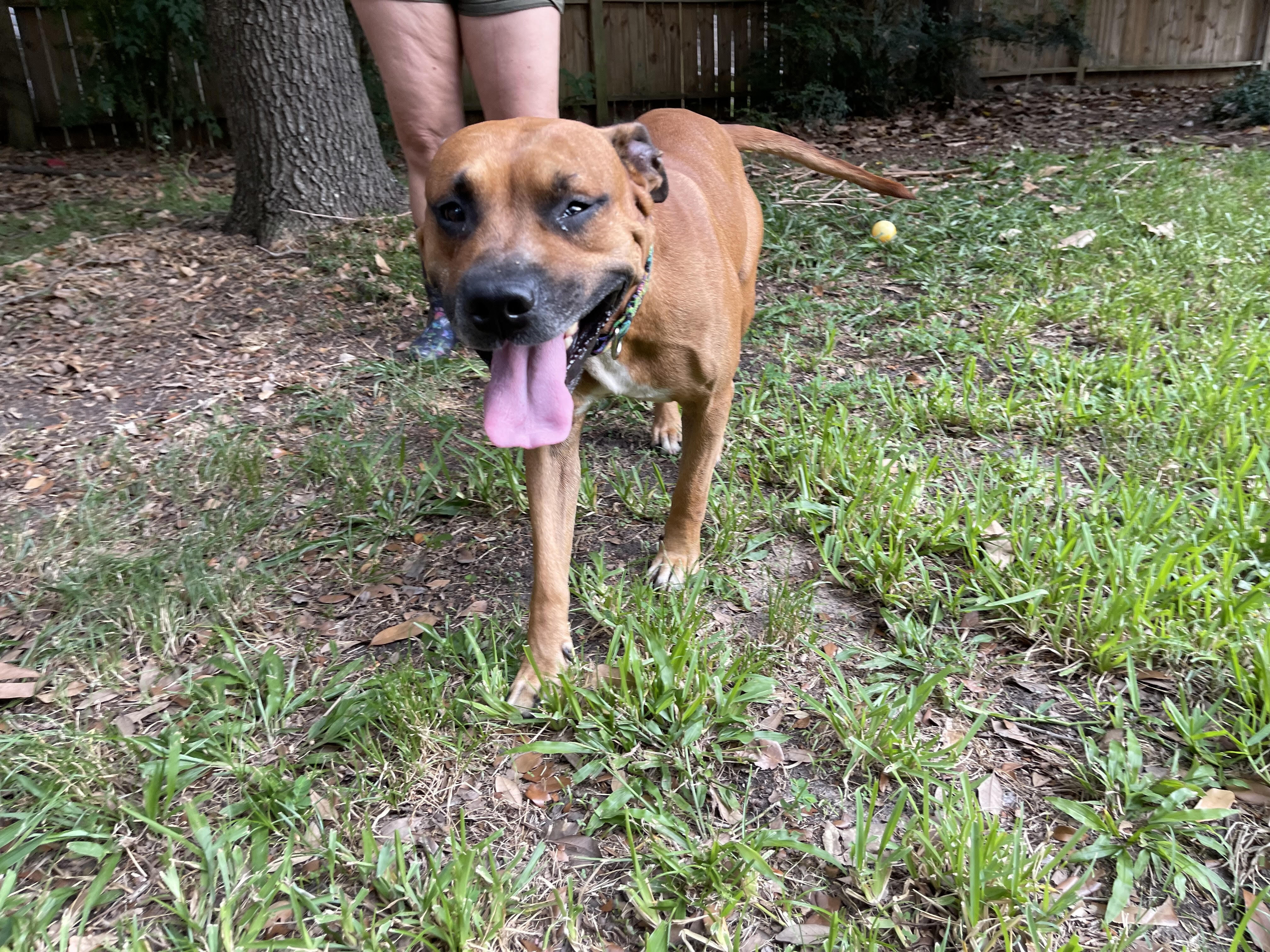 STUDLEY (aka Stud Muffin), a Adoptable mixed breed in Franklin, MA image 2/11