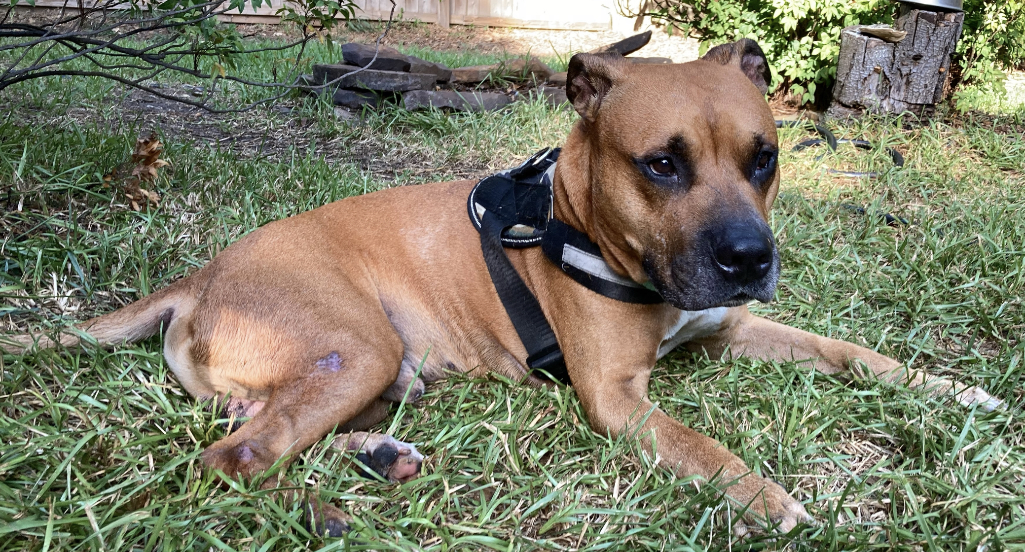 STUDLEY (aka Stud Muffin), a Adoptable mixed breed in Franklin, MA image 3/11