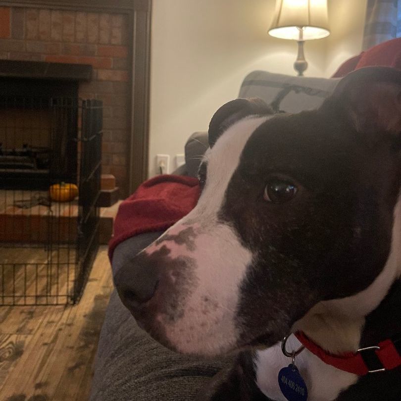 Enlarge Priscilla D, a Adoptable mixed breed in Roswell, GA image 6/6