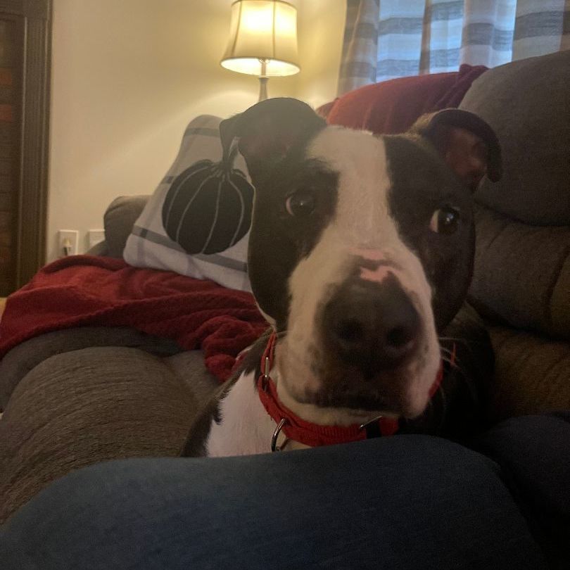 Enlarge Priscilla D, a Adoptable mixed breed in Roswell, GA image 5/6