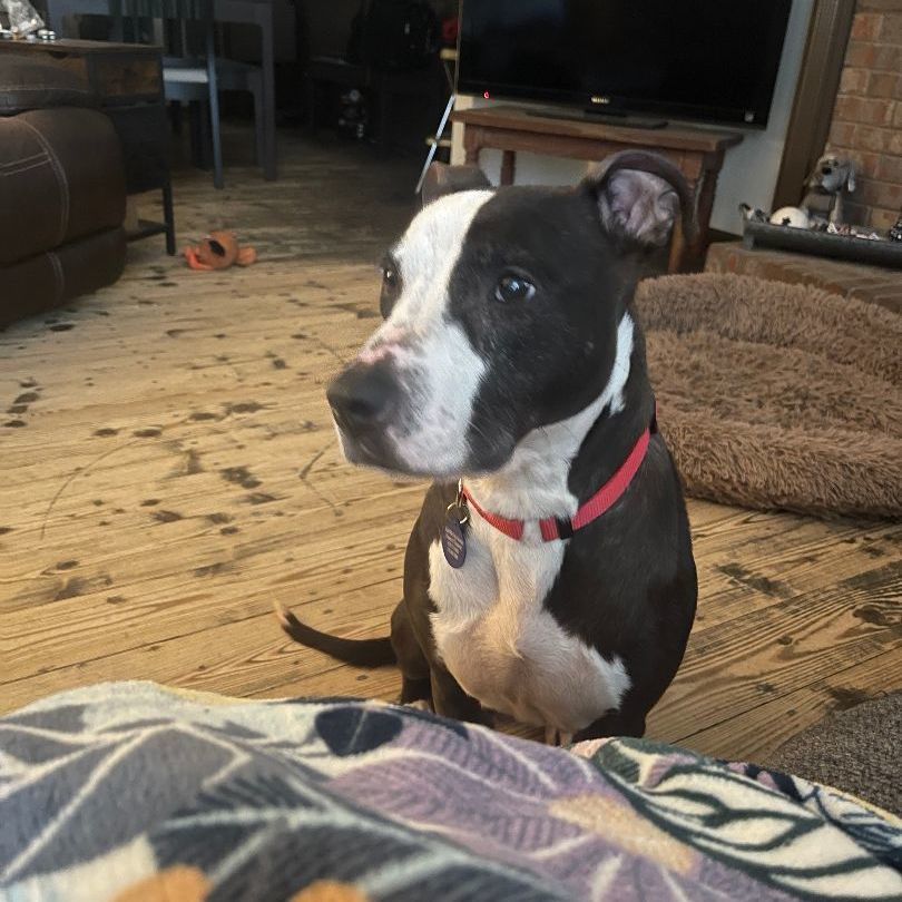 Enlarge Priscilla D, a Adoptable mixed breed in Roswell, GA image 4/6