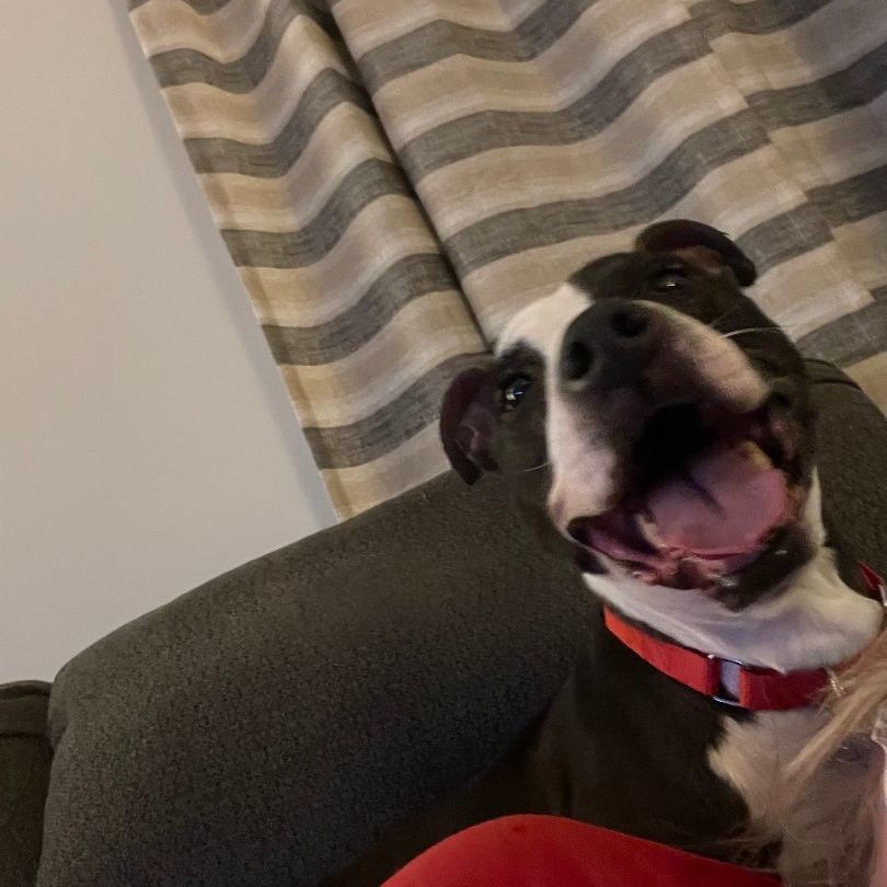 Enlarge Priscilla D, a Adoptable mixed breed in Roswell, GA image 3/6