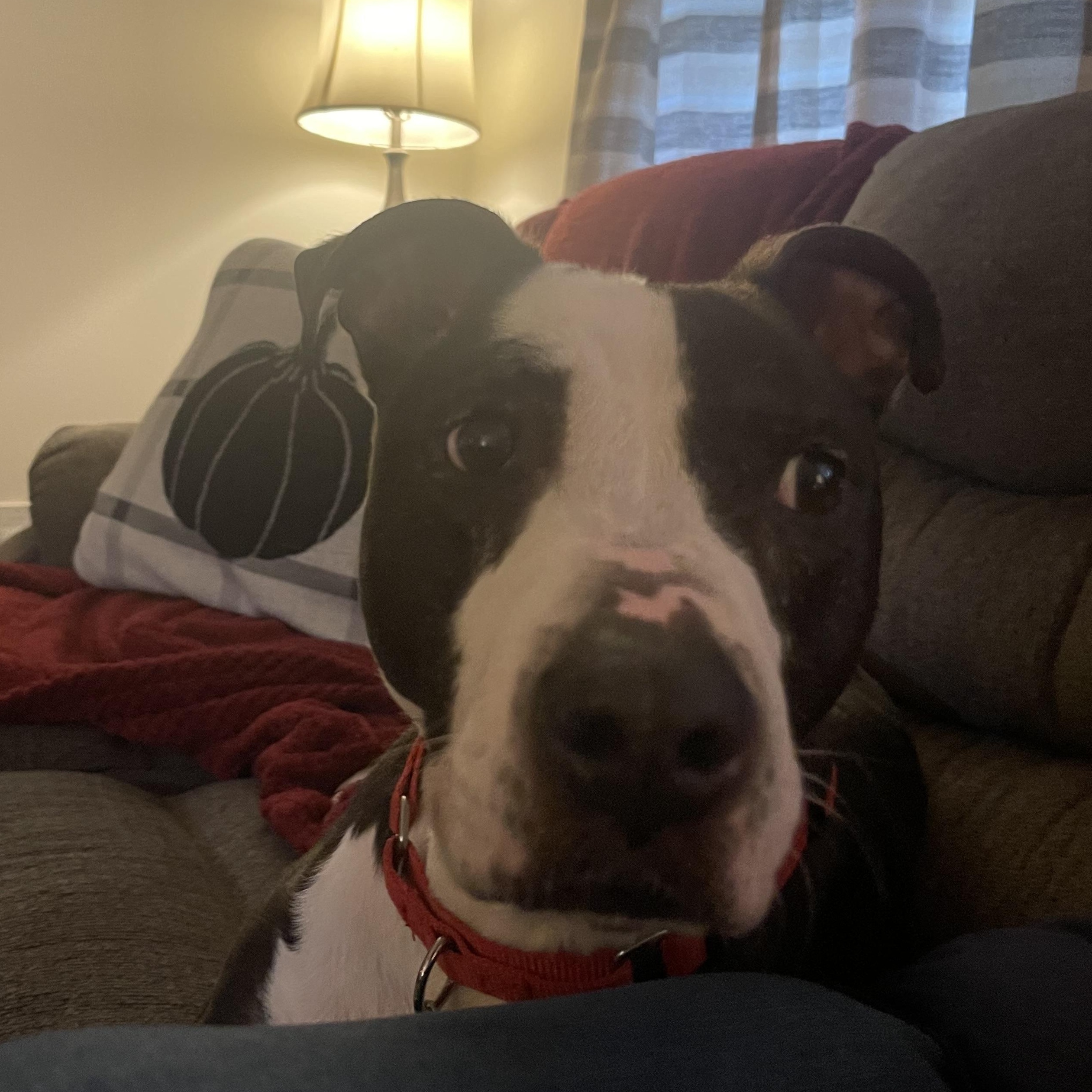 Enlarge Priscilla D, a Adoptable mixed breed in Roswell, GA image 3/3