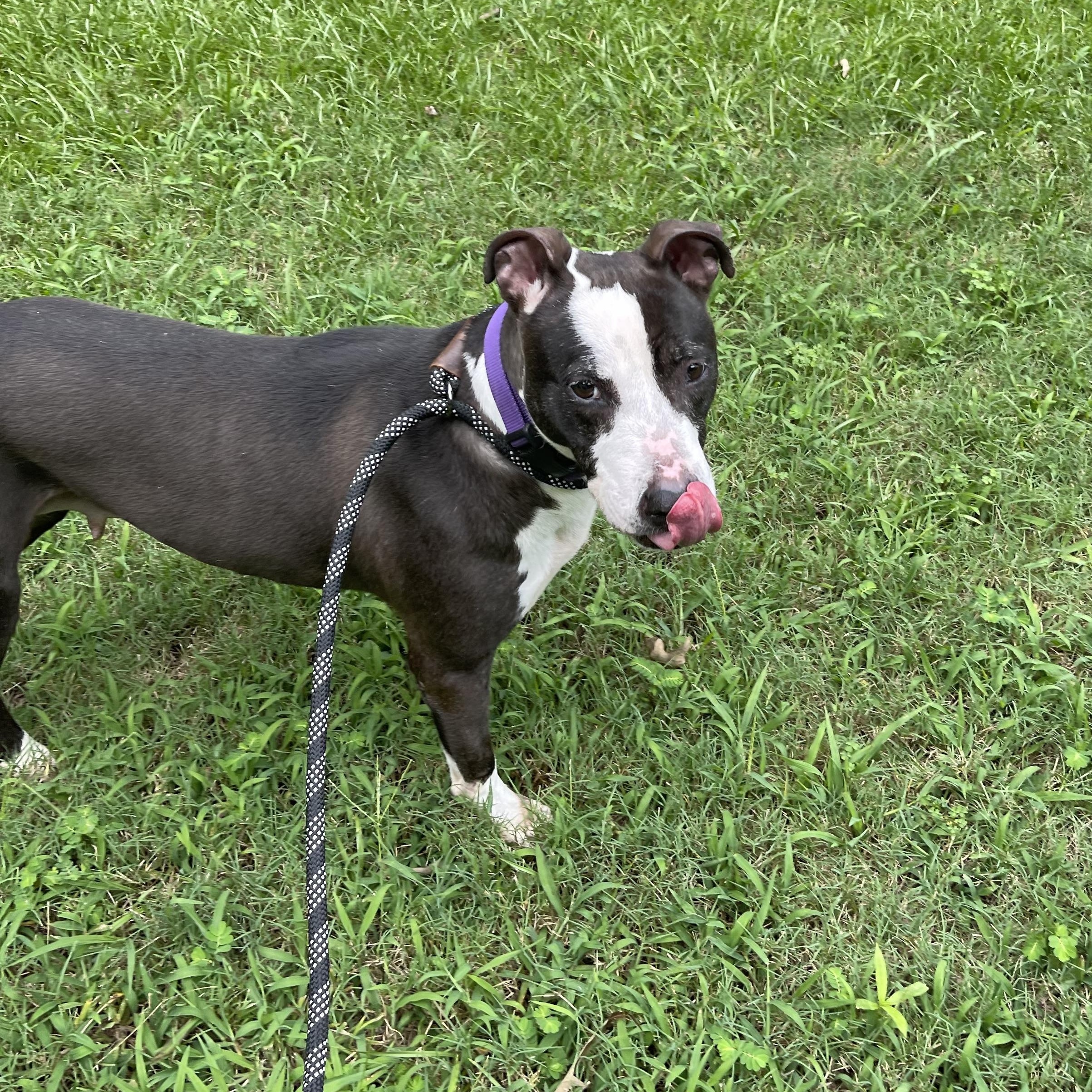 Enlarge Priscilla D, a Adoptable mixed breed in Roswell, GA image 2/3